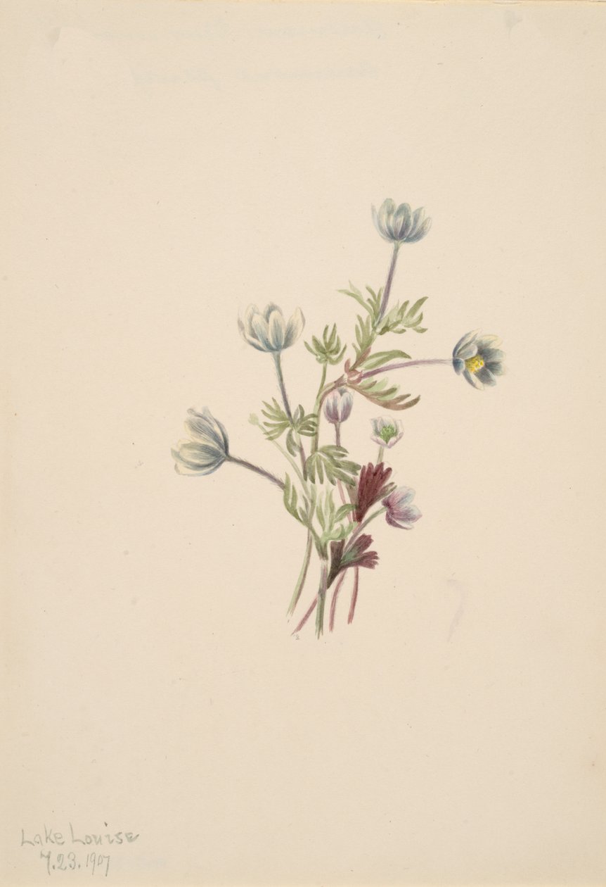 Anemone drummondii, 1907. de Mary Vaux Walcott