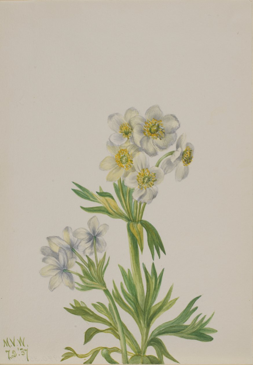 Anemone Anemone zephyra, 1937. de Mary Vaux Walcott