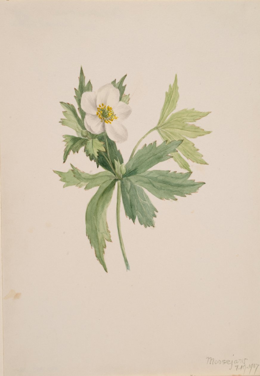 Anemone canadensis, 1907. de Mary Vaux Walcott