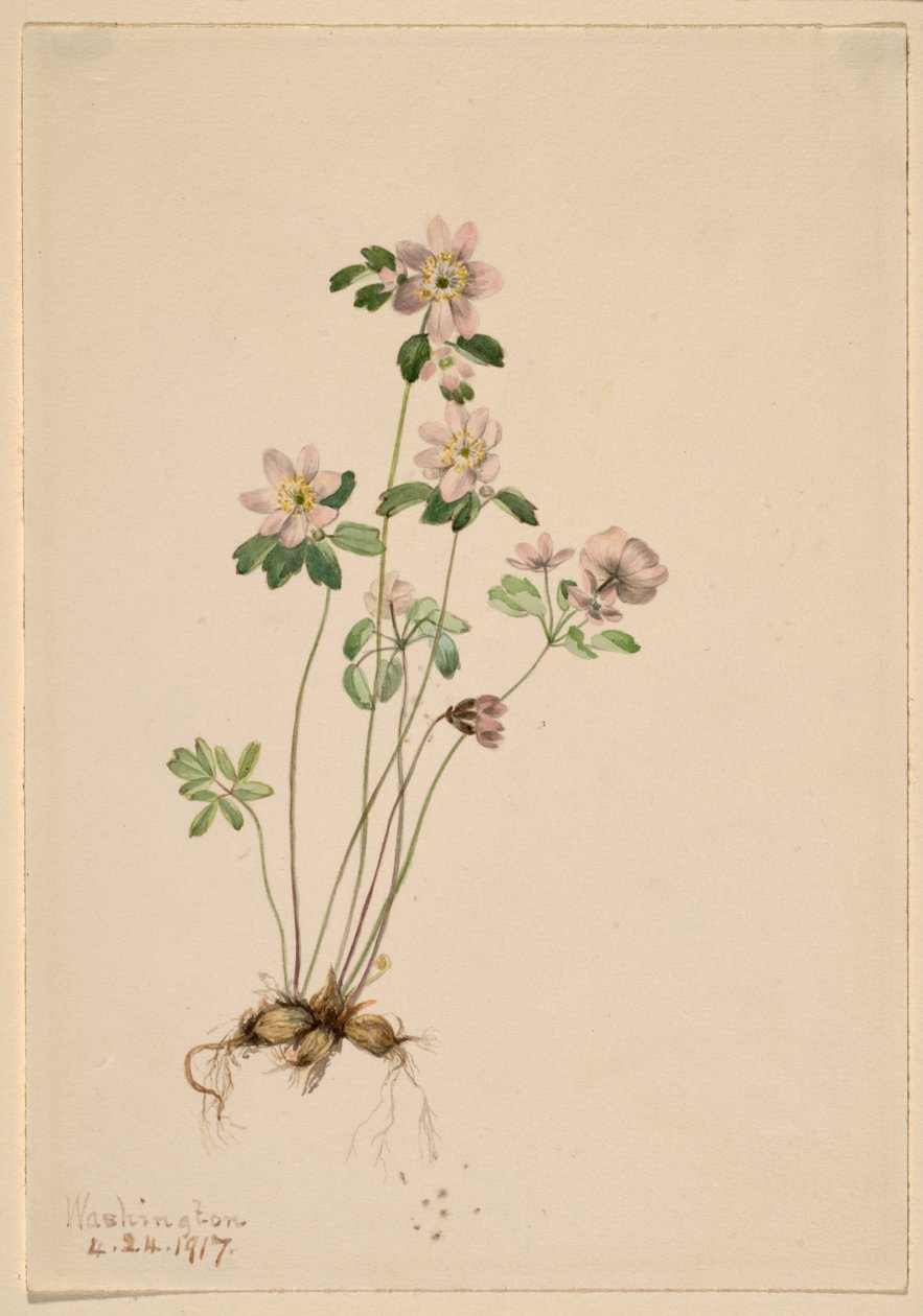 Anemonella (Syndesmon thalictroides) de Mary Vaux Walcott