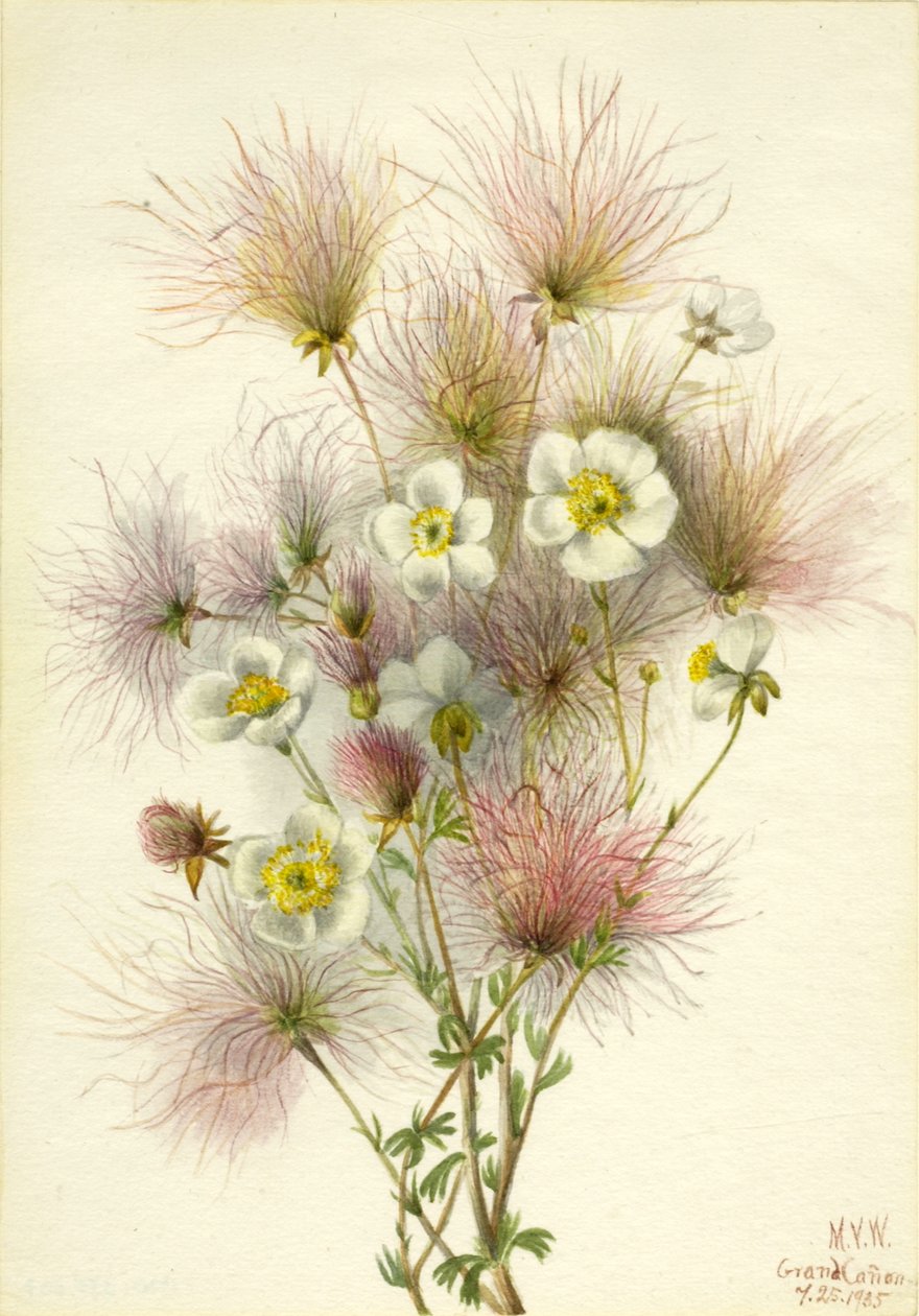 Apache Plume Fallugia paradoxa, 1935. de Mary Vaux Walcott