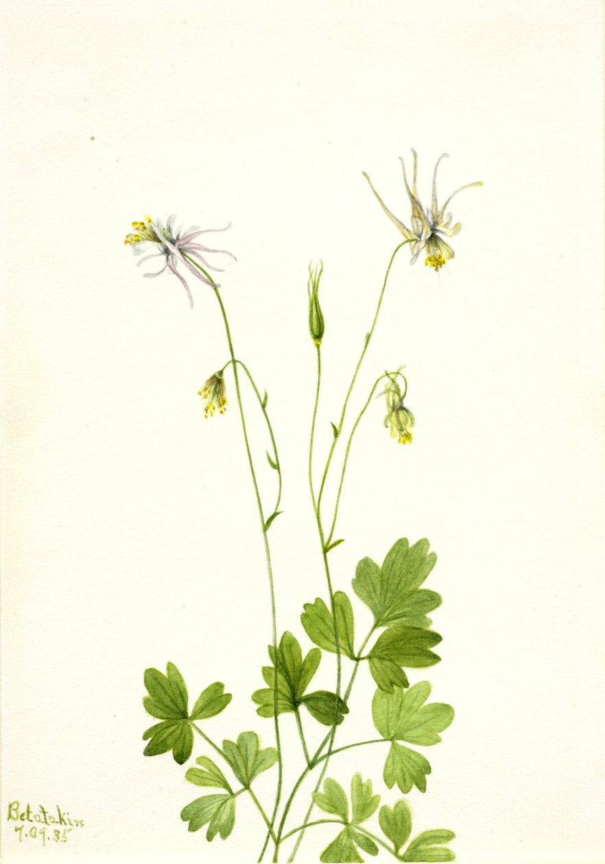 Aquilegia ecalcarata, 1935. de Mary Vaux Walcott
