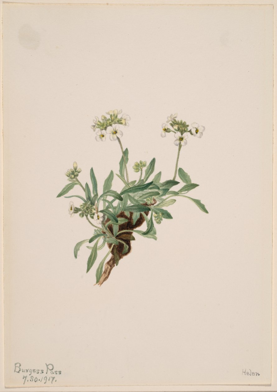 Arabis drummondii de Mary Vaux Walcott
