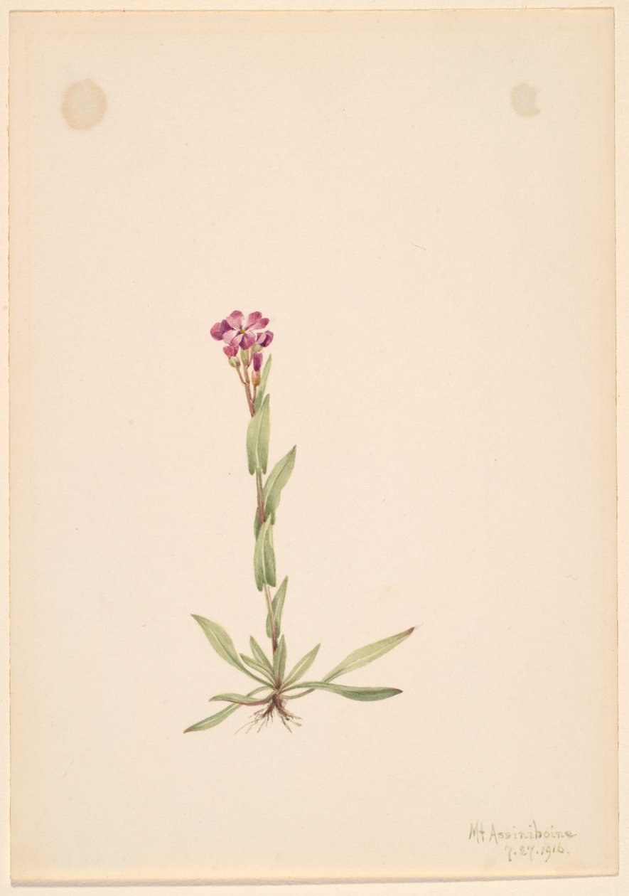 Arabis lyallii, 1916. de Mary Vaux Walcott
