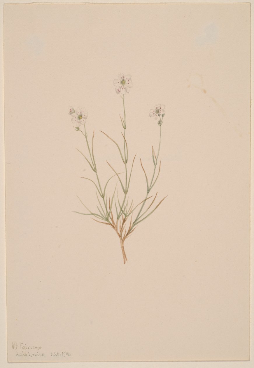 Arenaria formosa, 1904. de Mary Vaux Walcott