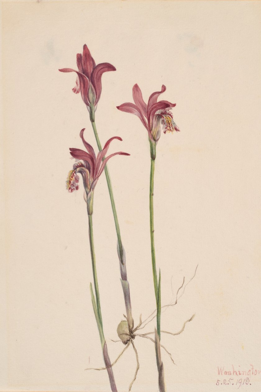 Arethusa bulbosa Arethusa, 1918 de Mary Vaux Walcott