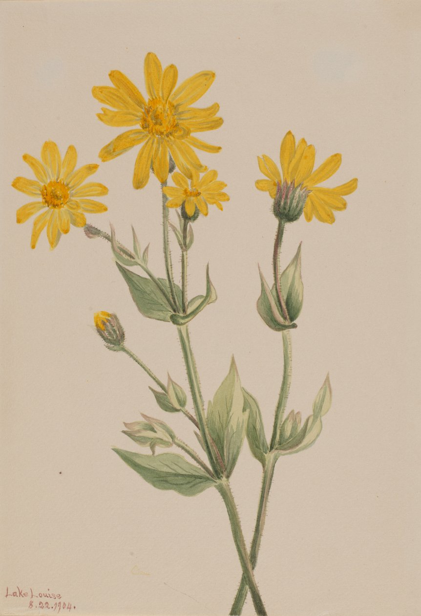 Arnica Arnica latifolia, 1904. de Mary Vaux Walcott