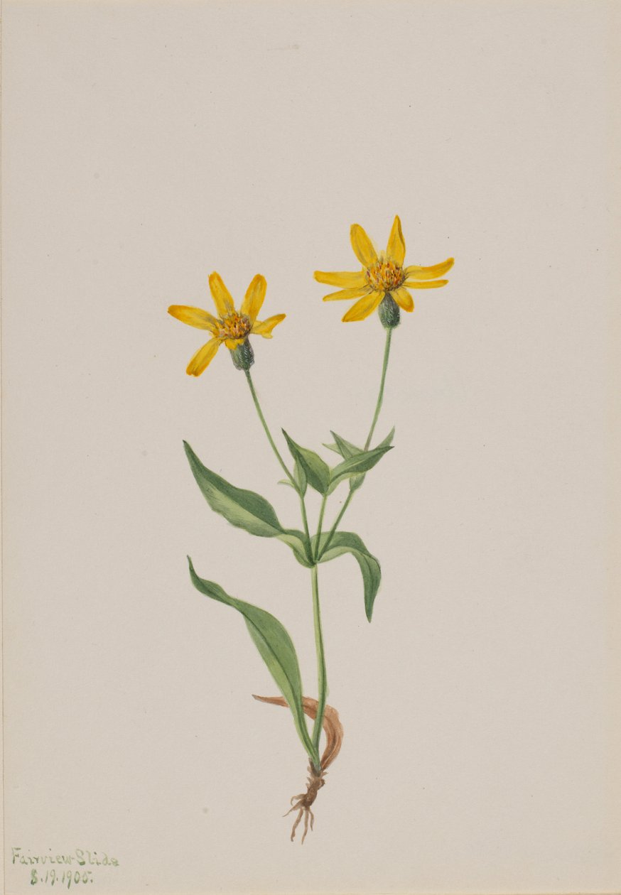 Arnica alpina de Mary Vaux Walcott