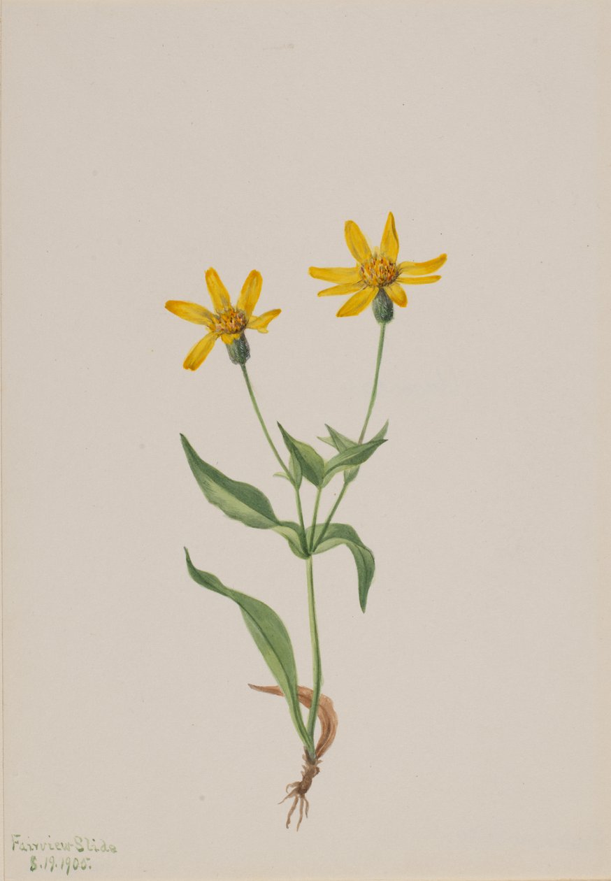 Arnica Alpina, 1905. de Mary Vaux Walcott