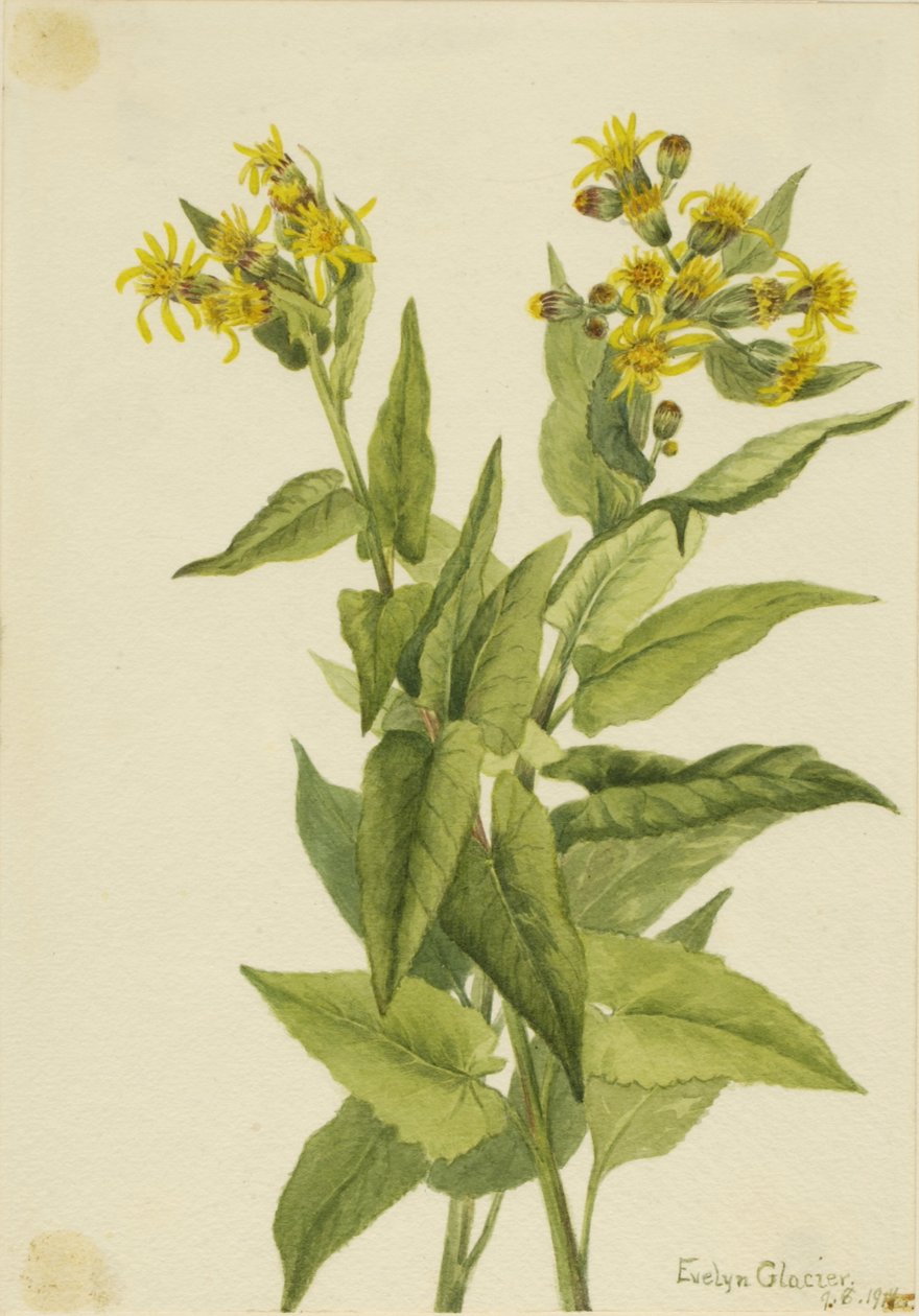 Erva-de-são-joão (Senecia triangularis) de Mary Vaux Walcott