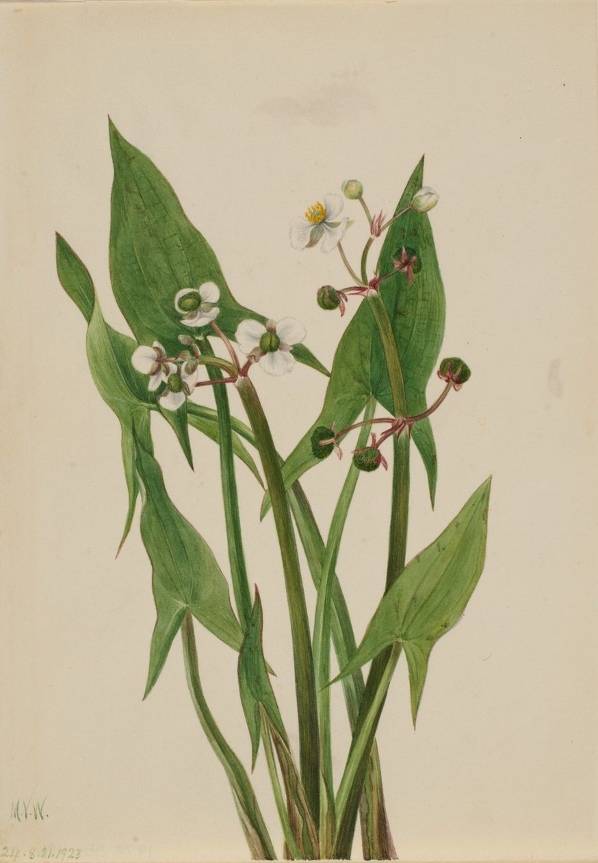 Arum Arrowhead (Sagittaria cuneata) de Mary Vaux Walcott