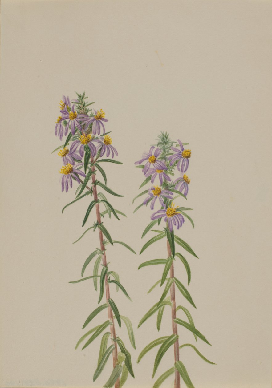 Aster Aster hirariifolius, 1923. de Mary Vaux Walcott