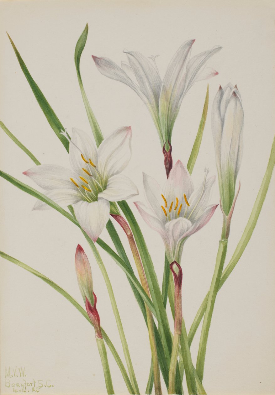 Atamasco-Lily (Atamosco atamasco) de Mary Vaux Walcott