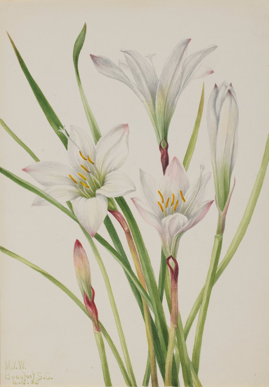 Atamasco-Lily Atamasco atamasco, 1925. de Mary Vaux Walcott