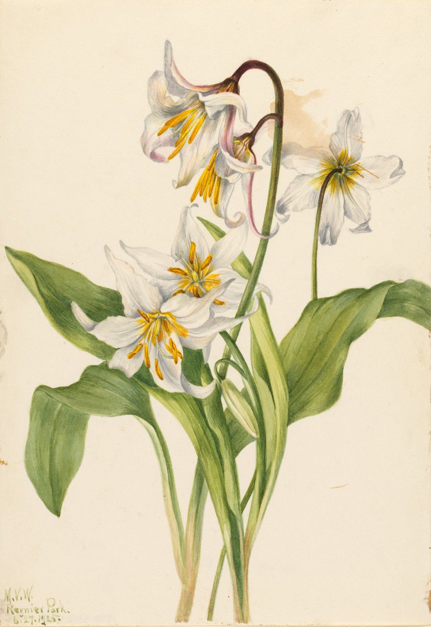 Lírio de Avalanche (Erythronium montanum) de Mary Vaux Walcott