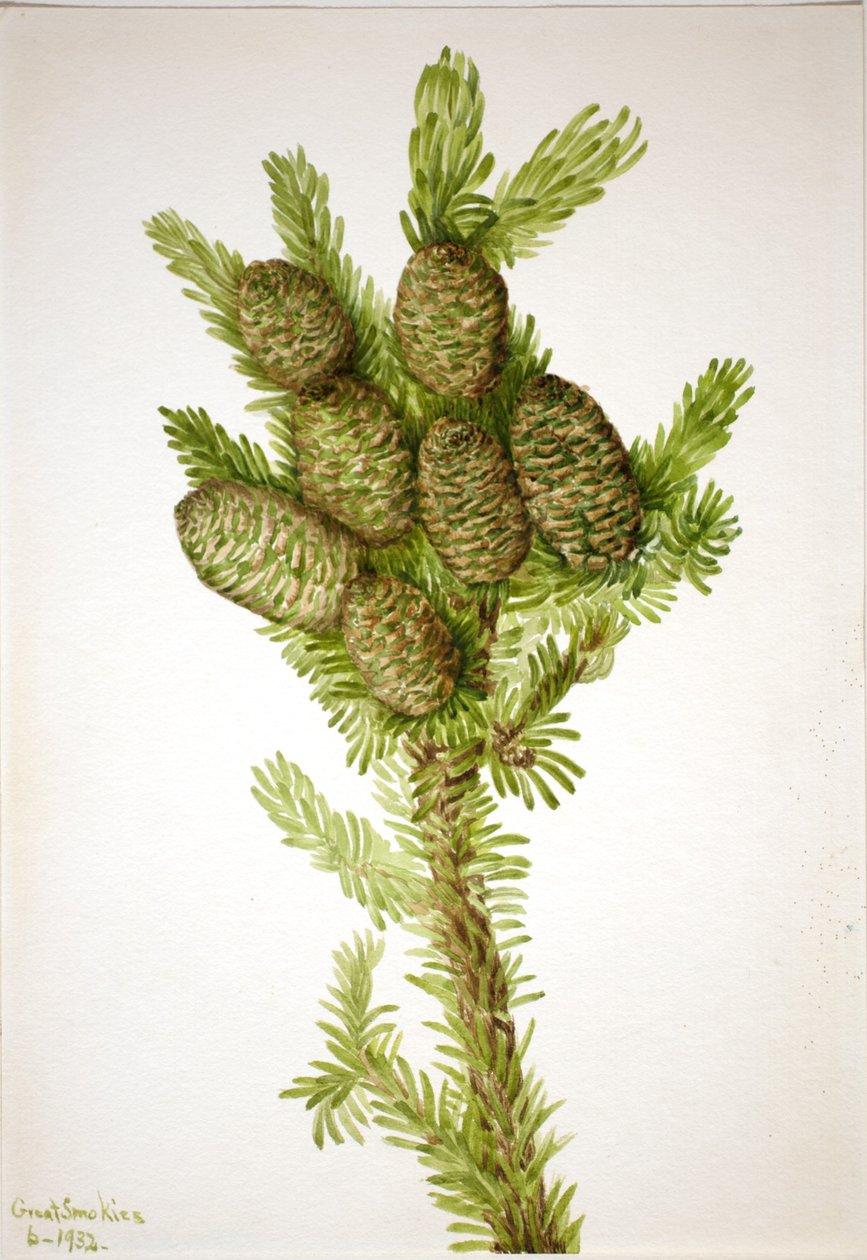 Abeto balsâmico (Albies fraseri) de Mary Vaux Walcott