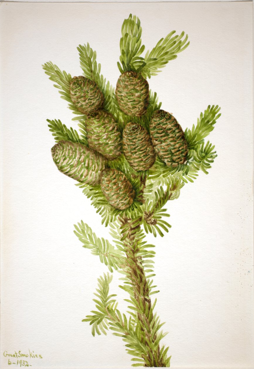 Balsam Fir Albies fraseri, 1932. de Mary Vaux Walcott