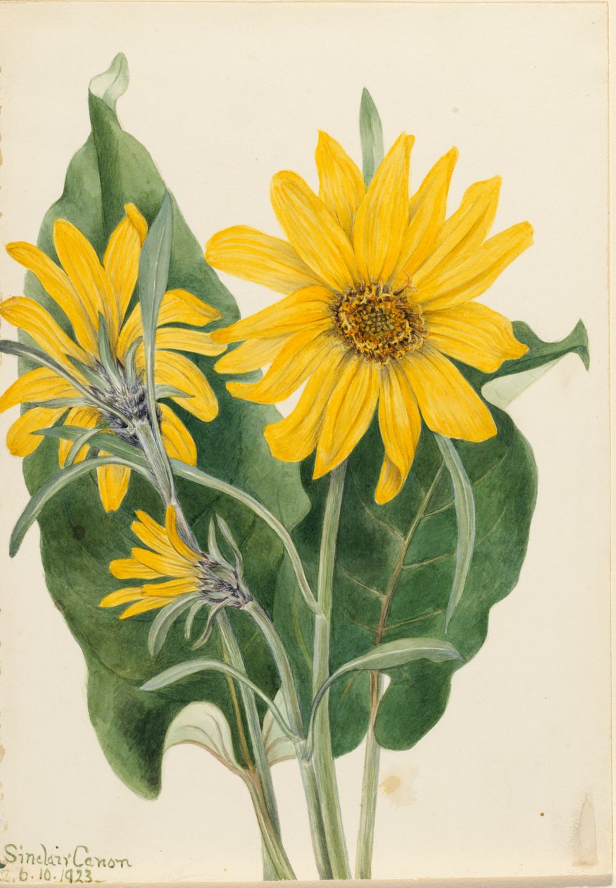 Balsamroot Balsamorhiza sagittata, 1923. de Mary Vaux Walcott