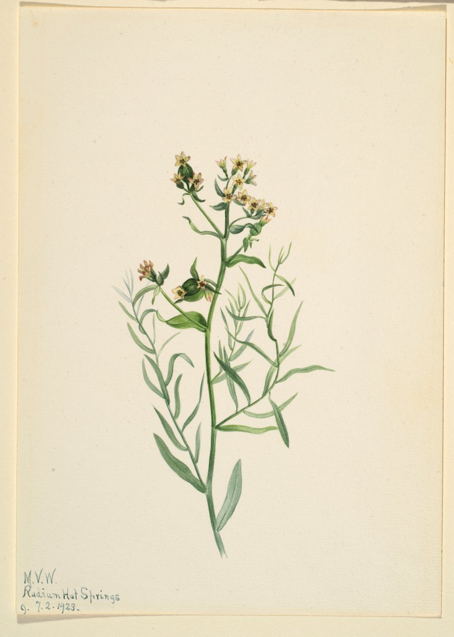 Comandra pallida (Comandra pallida) de Mary Vaux Walcott