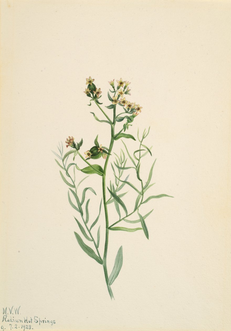 Bastardo do Toadflax Comandra pallida, 1923. de Mary Vaux Walcott