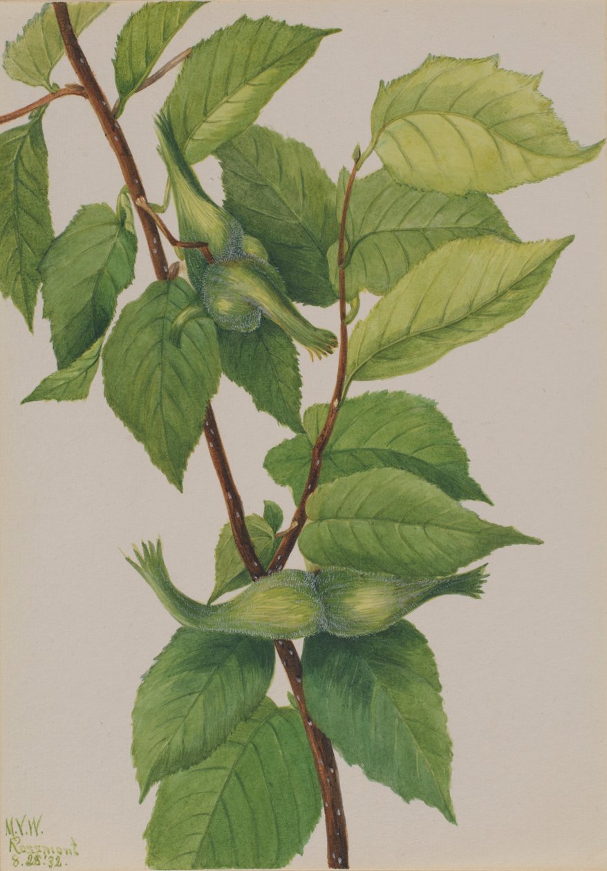 Avelã bicuda (Corylus rostrata) de Mary Vaux Walcott