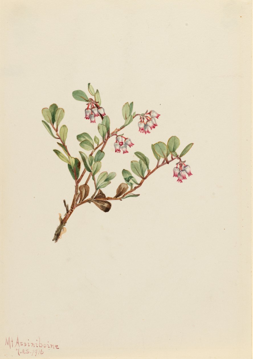 Baga de urso (Arctostaphylos uva-ursi) de Mary Vaux Walcott