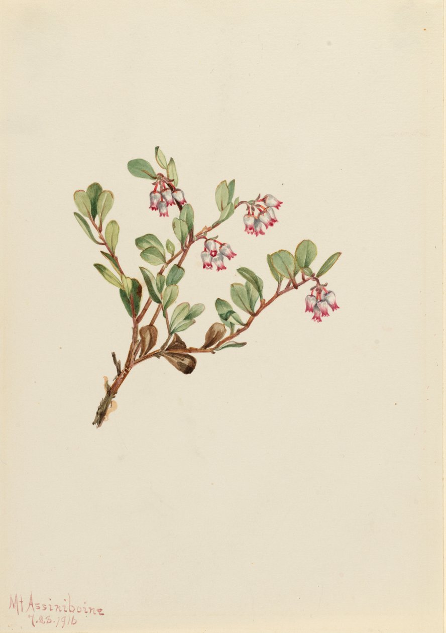 Bearberry Arctostaphylos uva-ursi, 1916. de Mary Vaux Walcott