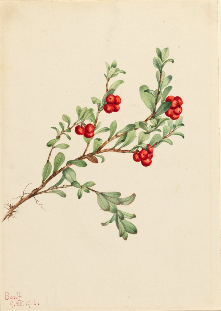 Bearberry Arctostaphylos uva-urso, 1916 de Mary Vaux Walcott