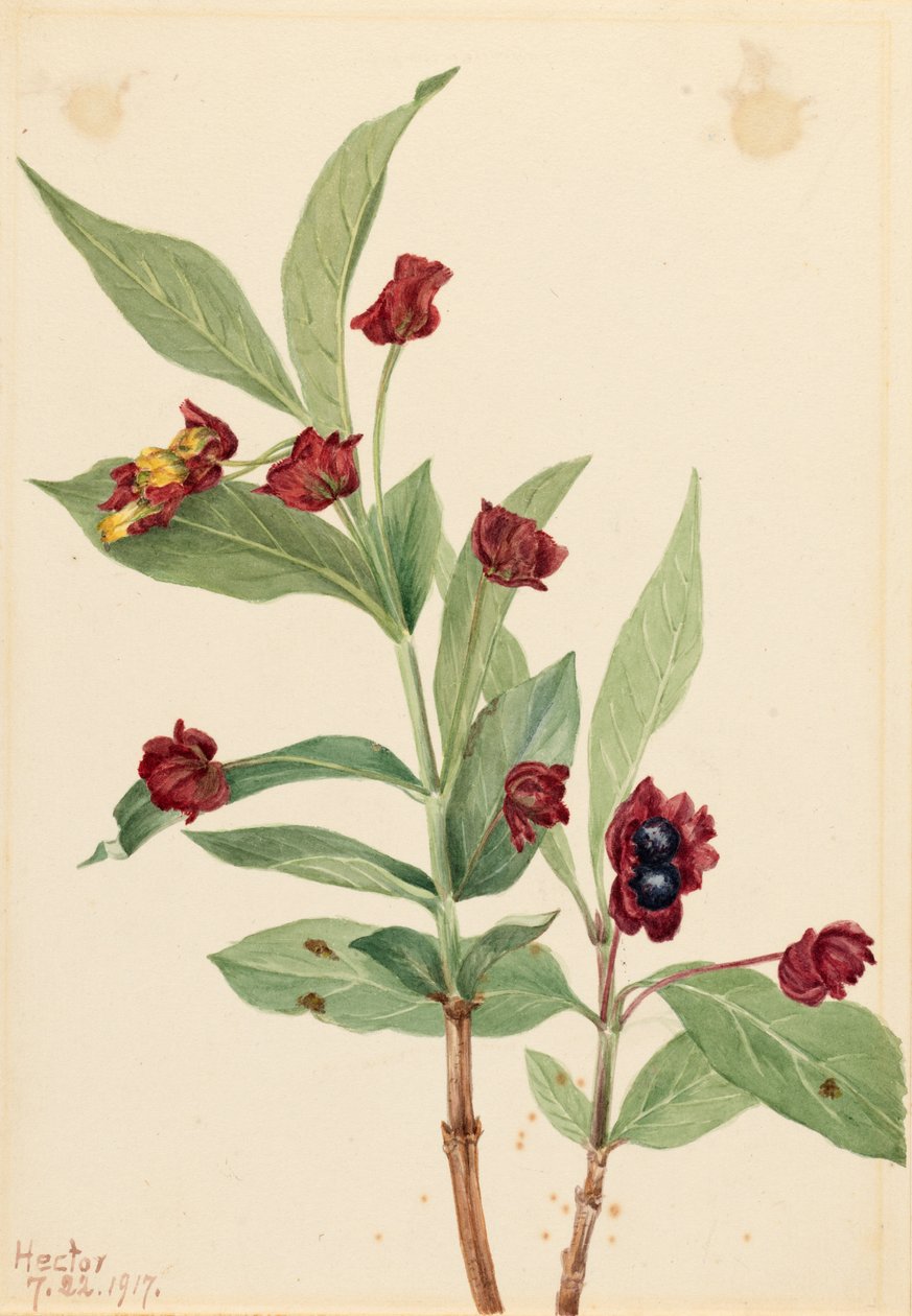 Madressilva de Bearberry (Lonicera involucrata) de Mary Vaux Walcott