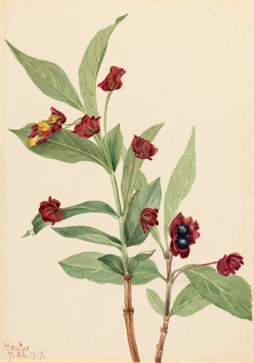 Bearberry Honeysuckle Lonicera involucrata, 1917. de Mary Vaux Walcott