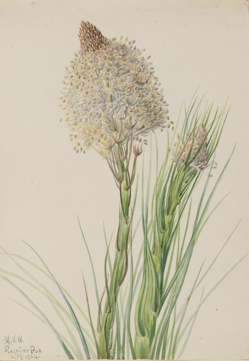 Beargrassgrass Xerophyllum tenax, 1924. de Mary Vaux Walcott