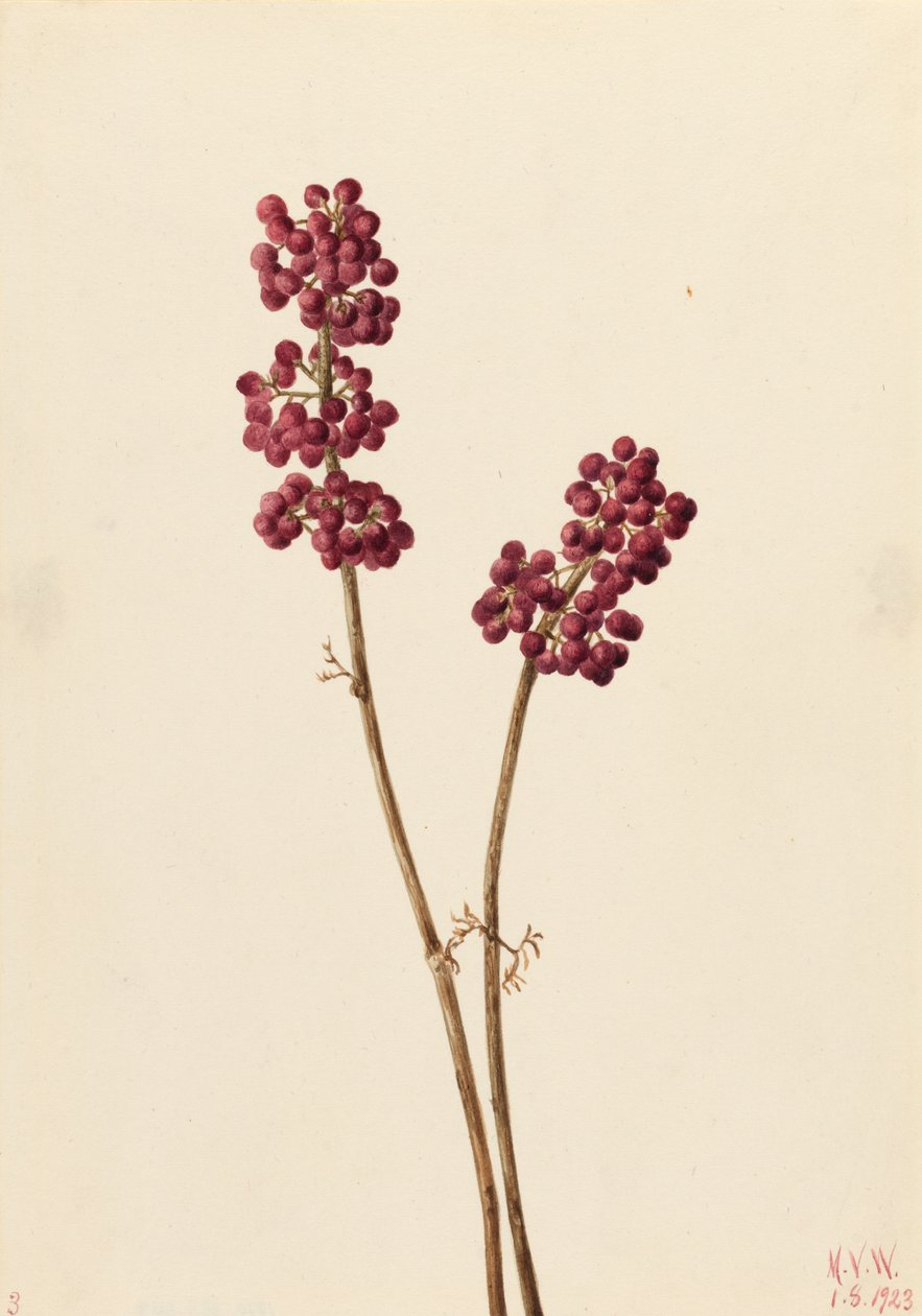 Beauty Berry Callicarpa americana, 1923. de Mary Vaux Walcott