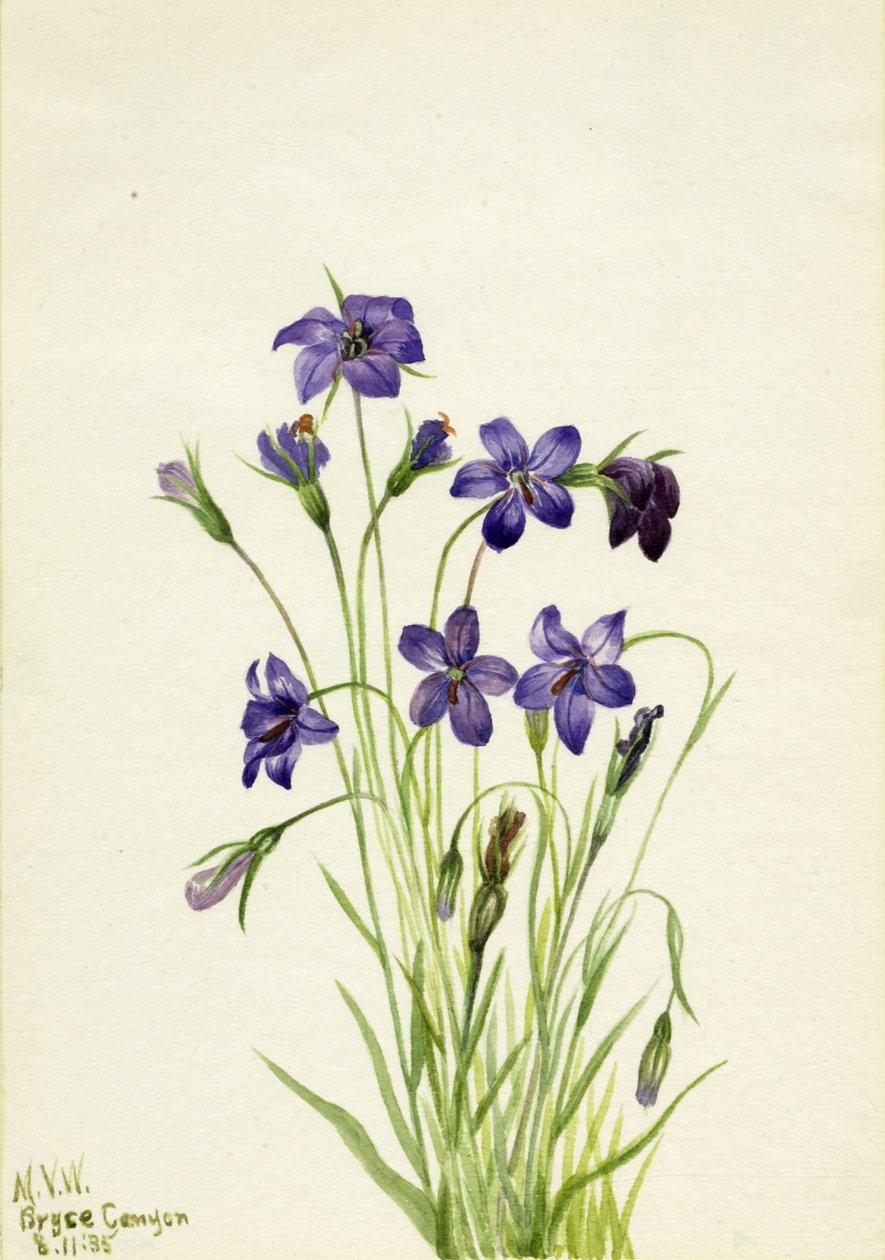 Flor de campânula (Campanula) de Mary Vaux Walcott