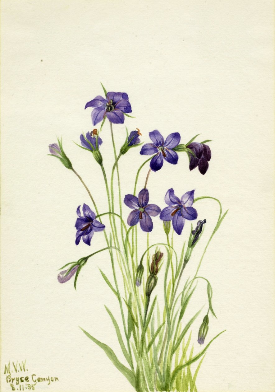 Bellflower Campanula, 1935. de Mary Vaux Walcott