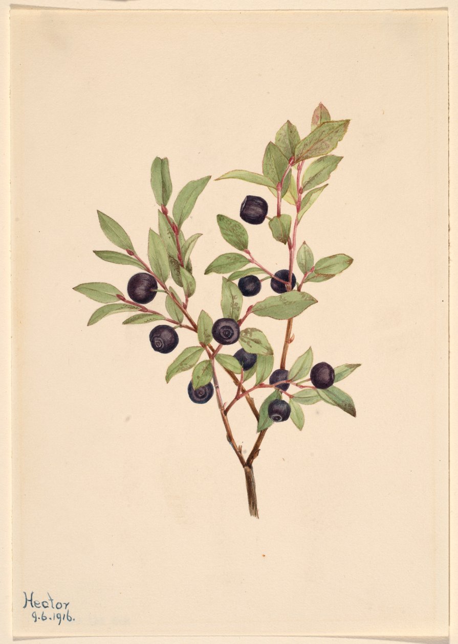 Bagaço grande (Vaccinium membranaceum) de Mary Vaux Walcott