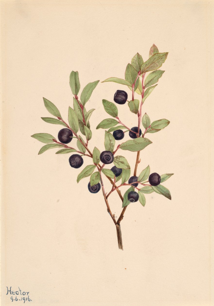 Big Whortleberry Vaccinium membranaceum, 1916. de Mary Vaux Walcott