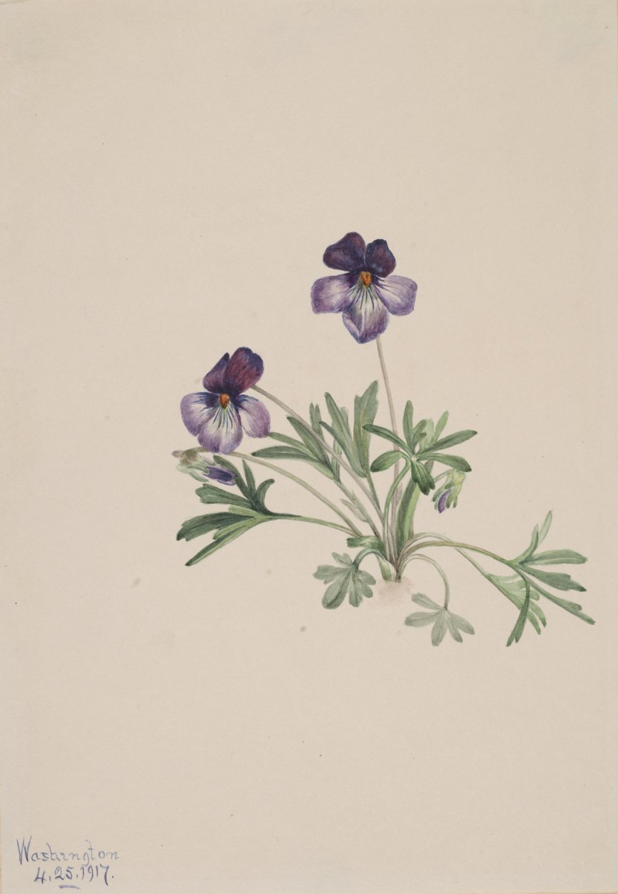 Pés de Ave Violeta Viola pedata, 1917. de Mary Vaux Walcott