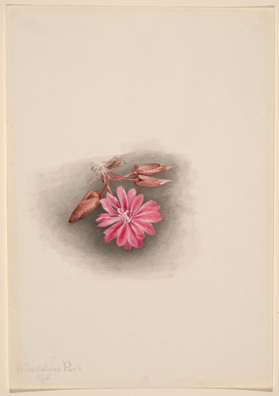 Bitterroot (Lewisia redivivivia) de Mary Vaux Walcott