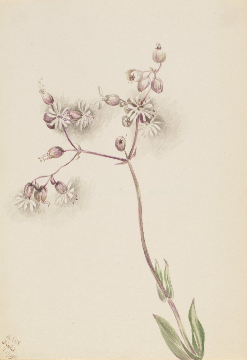 Bexiga Campion Silene latifolia, 1900. de Mary Vaux Walcott