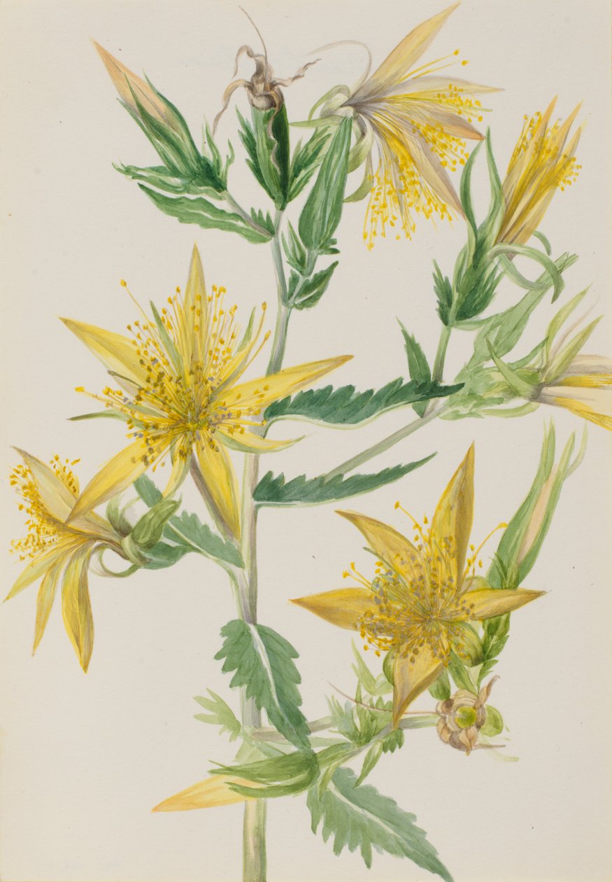 Blazing Star Mentzelia laevicaulis, ca. 1930s. de Mary Vaux Walcott