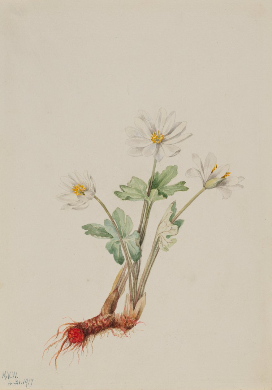 Raiz de sangue (Sanguinaria canadensis) de Mary Vaux Walcott