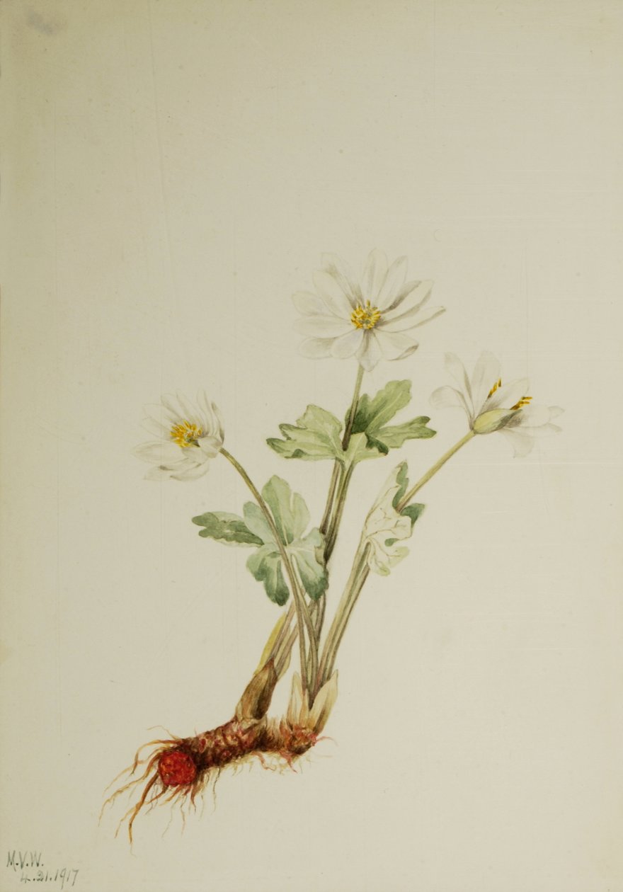 Bloodroot Sanguinaria canadensis, 1917. de Mary Vaux Walcott
