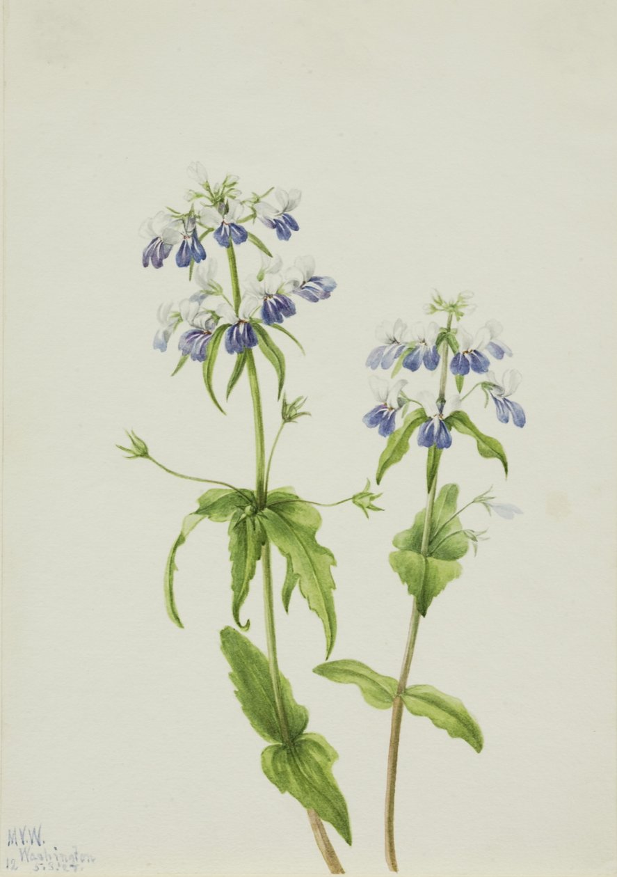 Maria-da-rocha (Collinsia verna) de Mary Vaux Walcott