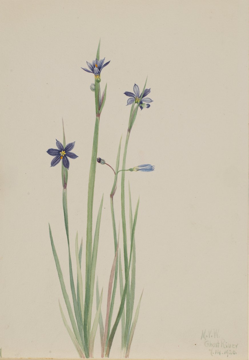 Erva-dos-olhos-azuis (Sisyrinchium angustifolium) de Mary Vaux Walcott