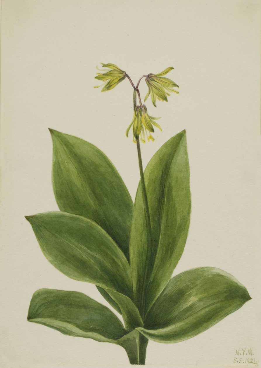 Conta azul (Clintonia borealis) de Mary Vaux Walcott