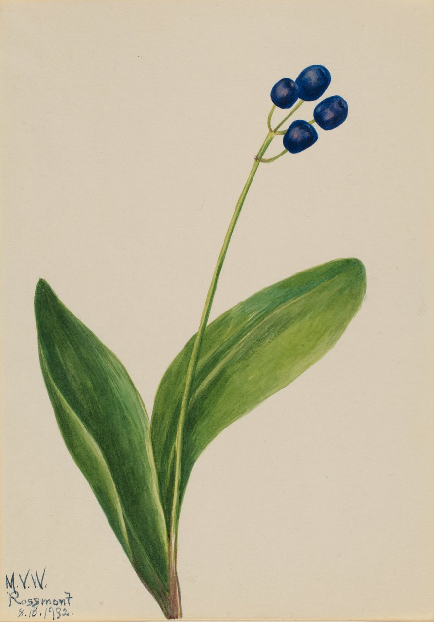 Blue Bead Clintonia borealis, 1932. de Mary Vaux Walcott