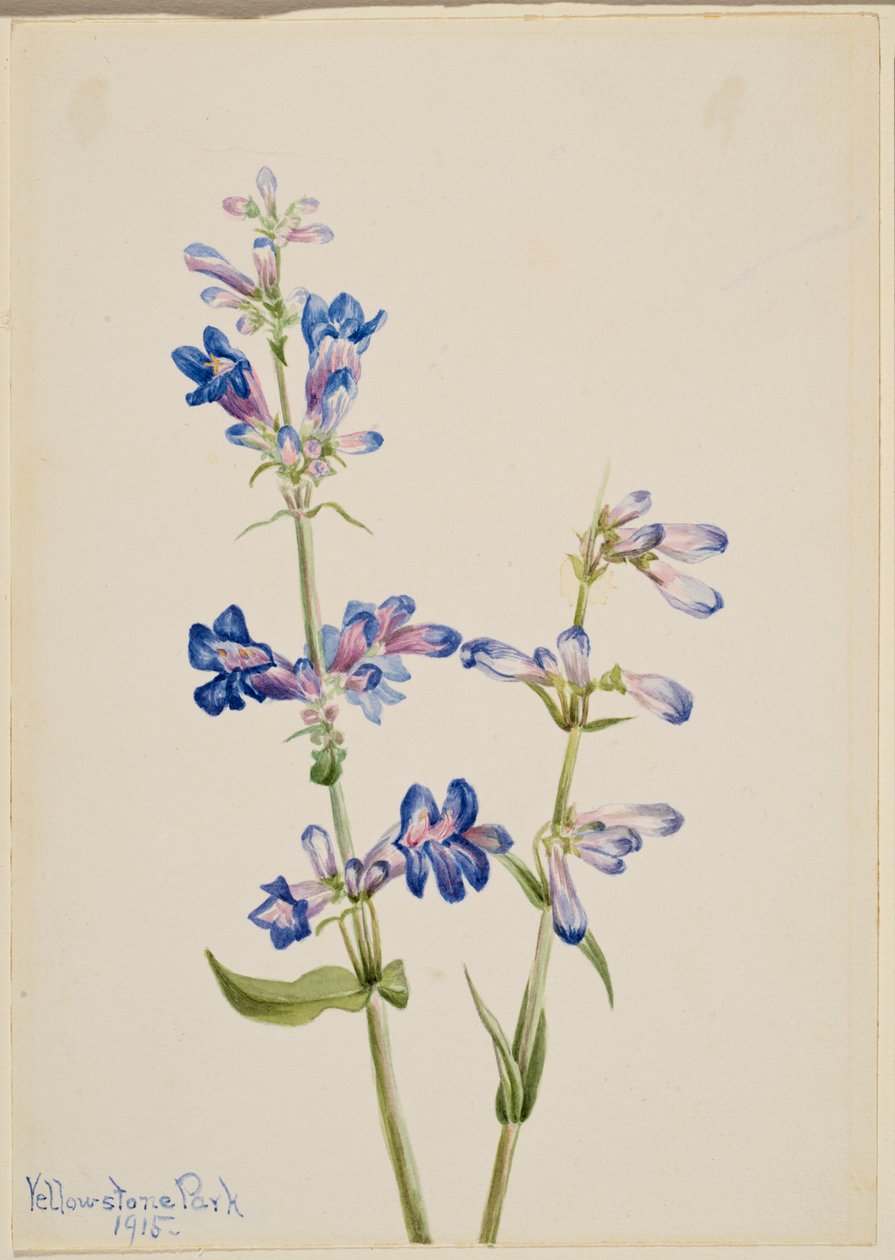 Língua-de-barba-azul (Pentstemon) de Mary Vaux Walcott