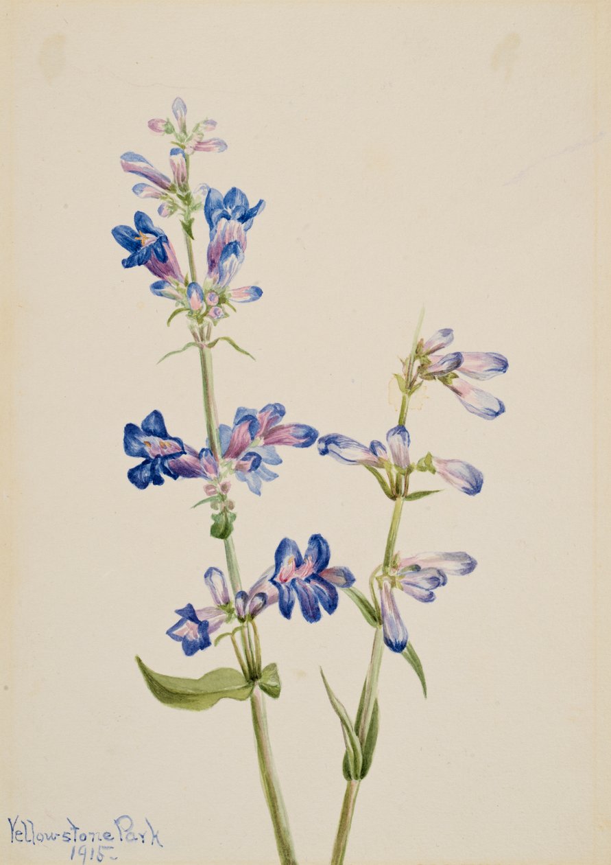 Blue Beardtongue Penstemon, 1915. de Mary Vaux Walcott
