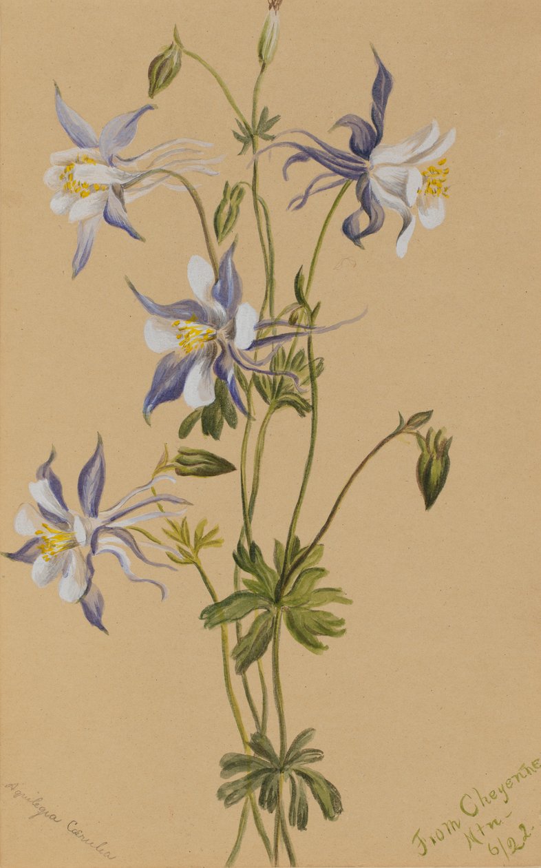 Columbina azul (Aquilegia caerulea) de Mary Vaux Walcott