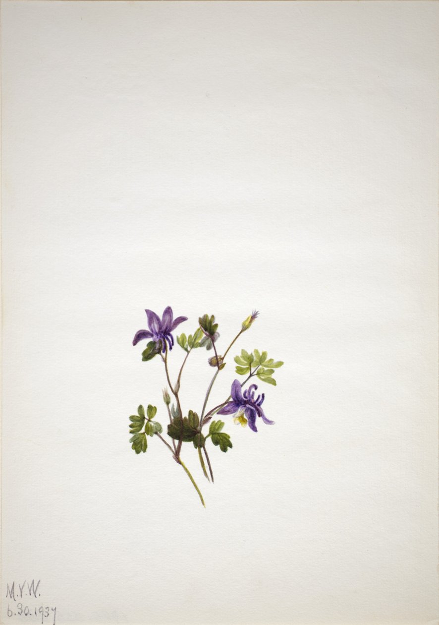 Columbina azul (Aquilegia saximontana) de Mary Vaux Walcott